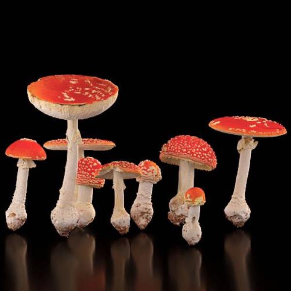 Mushrooms - دانلود مدل سه بعدی قارچ - آبجکت سه بعدی قارچ - دانلود آبجکت سه بعدی قارچ - دانلود مدل سه بعدی fbx - دانلود مدل سه بعدی obj -Mushrooms 3d model free download  - Mushrooms 3d Object - Mushrooms OBJ 3d models - Mushrooms FBX 3d Models - 